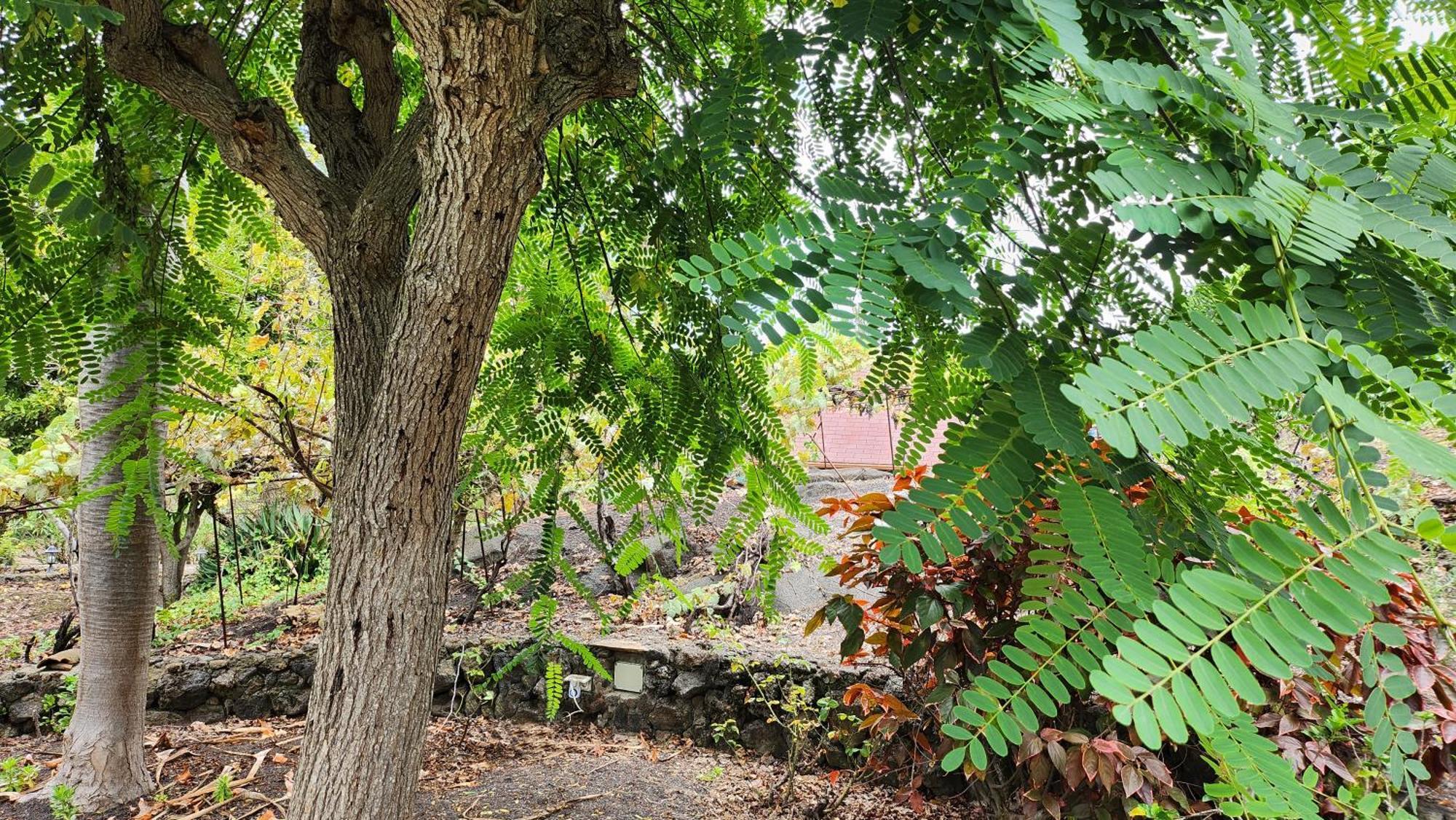 イコー・デ・ロス・ビノス Oasis Hill Botanical Gardenヴィラ エクステリア 写真