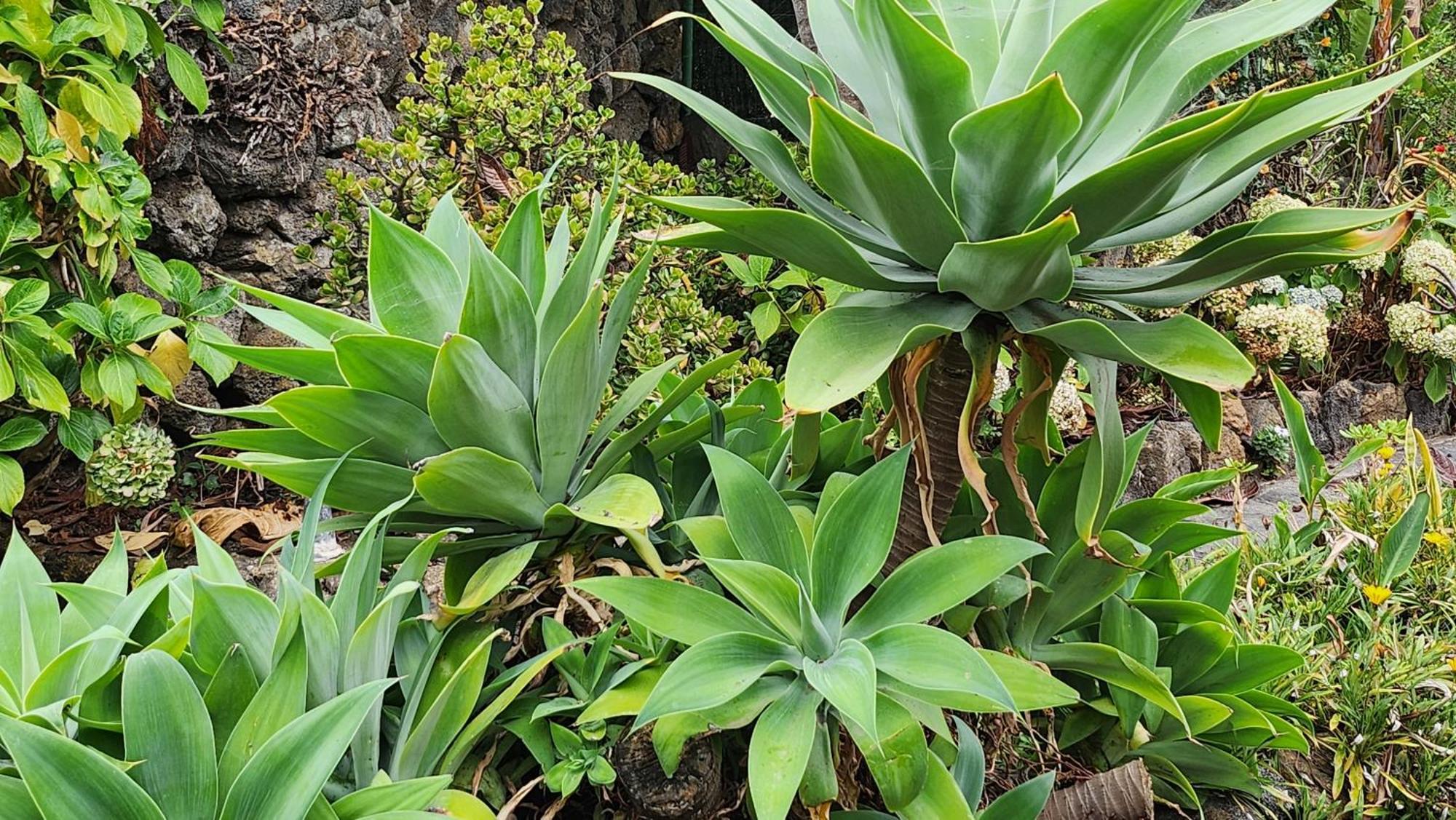 イコー・デ・ロス・ビノス Oasis Hill Botanical Gardenヴィラ エクステリア 写真