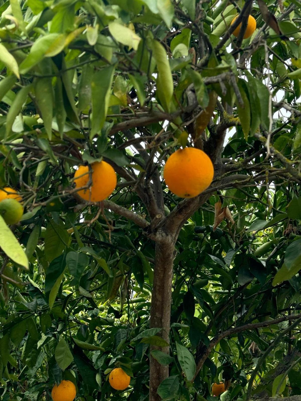 イコー・デ・ロス・ビノス Oasis Hill Botanical Gardenヴィラ エクステリア 写真