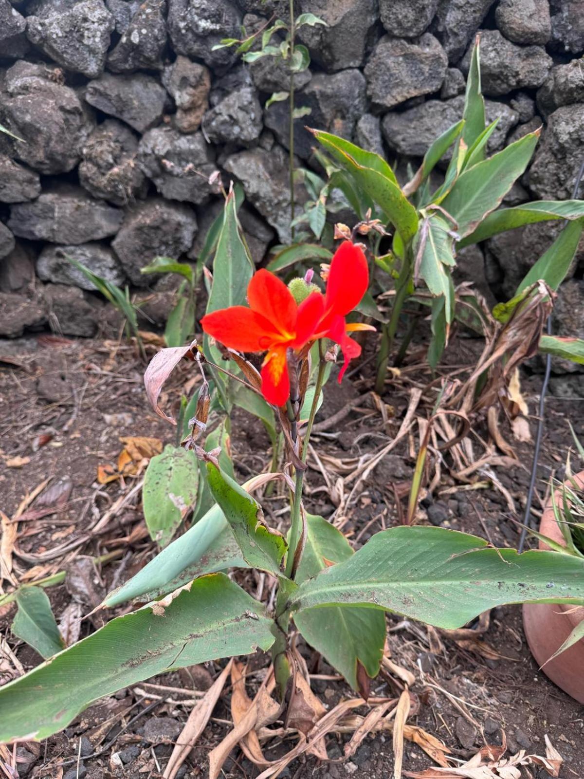 イコー・デ・ロス・ビノス Oasis Hill Botanical Gardenヴィラ エクステリア 写真